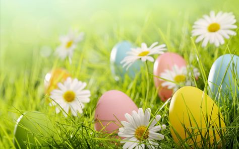 Green Grass Backdrop, Frühling Wallpaper, Green Grass Background, Grass Backdrops, Easter Backdrops, Grass Background, Easter Backgrounds, Zero Wallpaper, Easter Garden