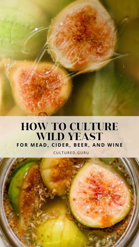 Learn to culture wild yeast for mead, cider, beer, and wine brewing. This natural yeast starter uses homegrown, freshly picked figs, but you can use many different fruits and edible flowers to culture wild yeast. #yeast #cider #mead #wine #wildyeast Mead Wine Recipes, Mead Brewing, Mead Recipes, Scrappy Cooking, Fermented Beverages, Rhubarb Wine, Mead Wine, How To Make Mead, Mead Recipe