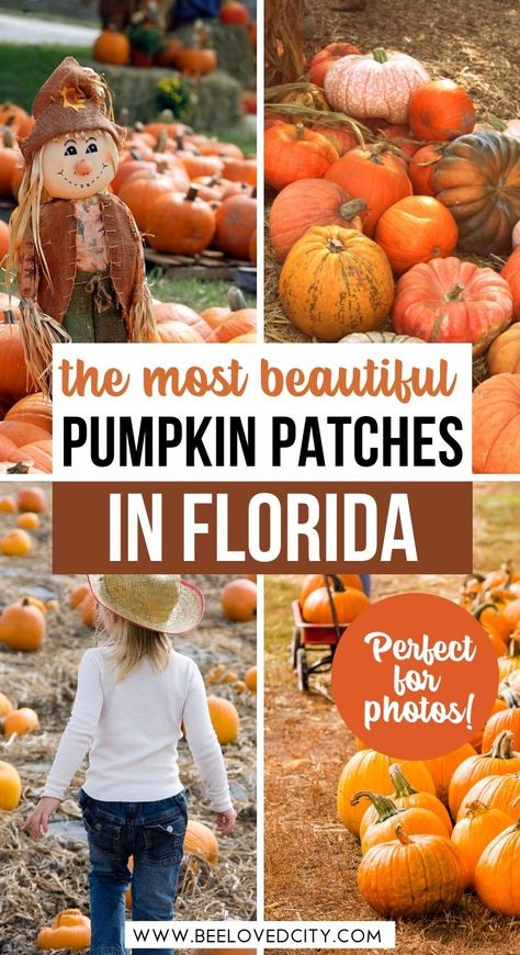 Fall In Florida, Best Pumpkin Patches, Florida Travel Guide, Travel Florida, Pretty Pumpkins, Pumpkin Patches, Visit Usa, Corn Maze, Best Pumpkin