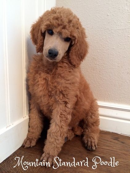 red standard poodle puppy for sale #standardpoodle Standard Poodle Puppy Cut, Poodle Puppy Cut, Apricot Standard Poodle, Standard Poodle Haircuts, Standard Poodle Puppy, Standard Poodle Puppies, Brown Poodle, Poodle Hair, Poodle Haircut