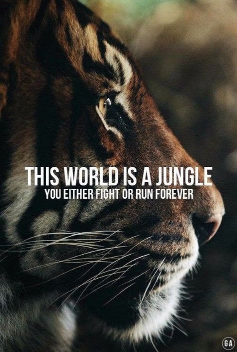 Fighter Quotes, Tiger Quotes, Room Quotes, Human Relations, Lion Quotes, Inspirational Qoutes, Baddie Tips, Motiverende Quotes, Character Quotes