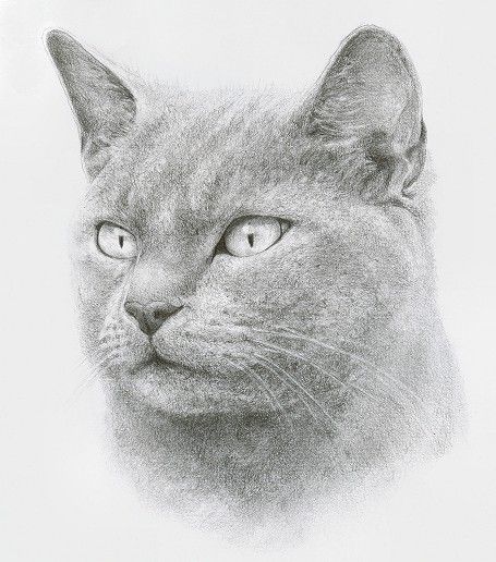 Drawing Of A Cat, Pencil Drawings Of Animals, Pencil Drawing Tutorials, Cute Cat Drawing, Charcoal Portraits, Cat Artwork, Animal Sketches, Color Pencil Art, Arte Animal