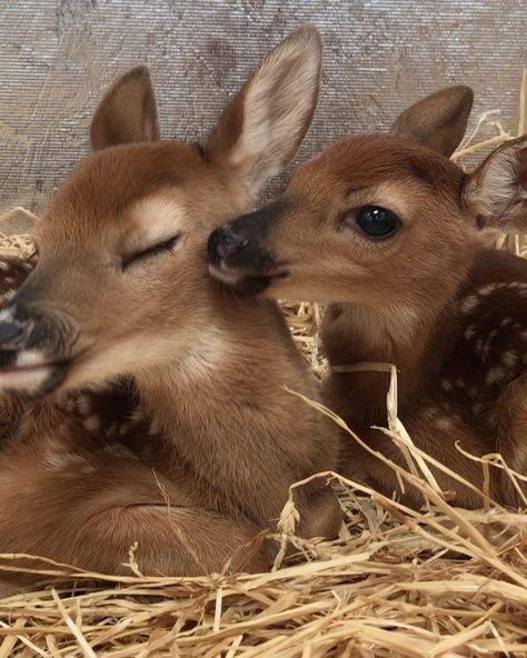 4,551 Likes, 230 Comments - Fuzzy Fawn Wildlife (@fuzzyfawnwildlife) on Instagram: “Jake seems to be very fond of Lulu!! Please be patient with me keeping up with Instagram. The fawn…” Fawn Pictures, Melted Watch, Ruined Childhood, Please Be Patient With Me, Landscape Ocean, Best Of Tumblr, Scenery Landscape, Be Patient With Me, Be Patient