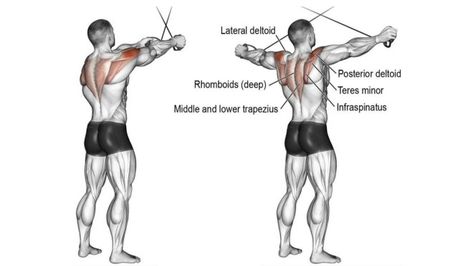 Reverse Cable Crossover Cable Rear Delt Flys, Posterior Deltoid Exercises, Cable Lateral Raise, Rear Delt Row, Delt Exercises, Rear Delt Exercises, Cable Crossover, Upper Back Muscles, Cable Workout