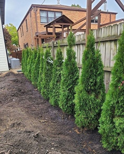 Emerald Green Arborvitae Spacing and Growth Rate Emerald Green Privacy Trees, Thuja Emerald Green Arborvitae, Arbortivae Landscaping, Arborvitae Landscaping Along Fence, Arborvitae Emerald Green, Bushes As Fencing, Privacy Arborvitae, Planting Arborvitae Trees, Landscaping In Front Of Privacy Fence