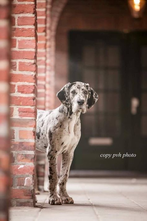 Great Dane Photoshoot, Great Dane Photography, Blue Merle Great Dane, Dane Puppies, Great Dane Puppy, Dog Photoshoot, Dane Dog, Giant Dogs, Great Dane Dogs