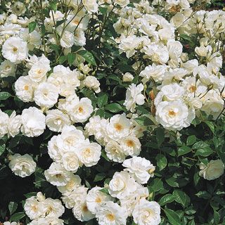 Iceberg Climbing Rose Iceberg Climbing Rose, Rose Shrub, Rose Foto, Spring Hill Nursery, Hybrid Tea Rose, Rose Care, Climbing Rose, Výtvarné Reference, Wallpaper Flower