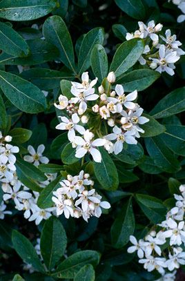 Choisya Ternata, Bushes And Shrubs, Planting Plan, White Plants, Garden Shrubs, Moon Garden, Evergreen Plants, Flowering Shrubs, Evergreen Shrubs