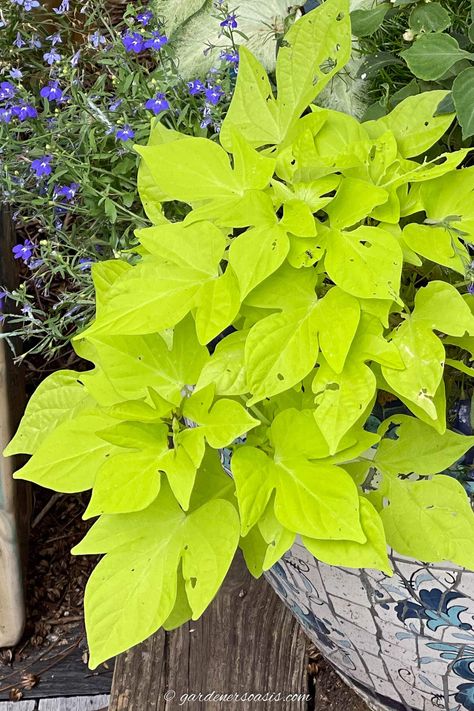 Lime green sweet potato vine in a container with lobelia in the background Hanging Basket Plants, Sweet Potato Vines, Vines Hanging, Part Shade Plants, Plants For Shade, Perennial Ground Cover, Sweet Potato Vine, Plant Benefits, Potato Vines