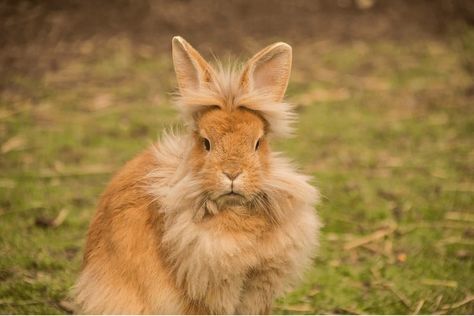 Hamster Russe, American Fuzzy Lop, Himalayan Rabbit, Show Rabbits, Lionhead Bunny, Lionhead Rabbit, Rabbit Breeds, Indoor Rabbit, Mini Lop