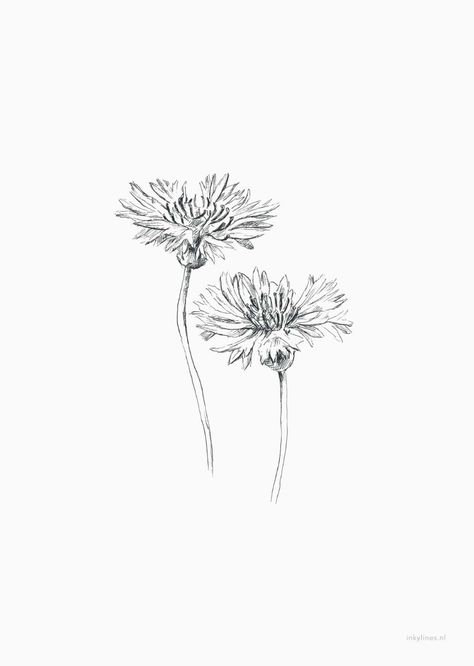 Dandelion Drawing, Cute Flower Drawing, Floral Tattoo Shoulder, Love Patience, Ancient Tattoo, Dandelion Tattoo, Edelweiss Flower, Black And White Art Drawing, 1 Tattoo