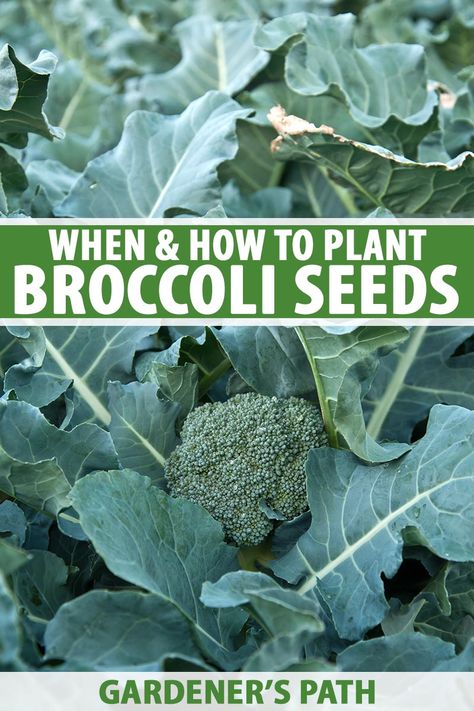 Have you ever wanted to grow broccoli from seed? Now is the time to try! Broccoli is nutritious and you can eat more parts of the plant than you might think. We’ll show you everything you need to know about growing a spring or fall crop. Read more now on Gardener's Path. #broccoli #growyourown #gardenerspath How To Grow Broccoli, Cabbage Cauliflower, Grow Broccoli, Diy Homesteading, Broccoli Plant, Save Seeds, Growing Broccoli, Homestead Gardening, Saving Seeds