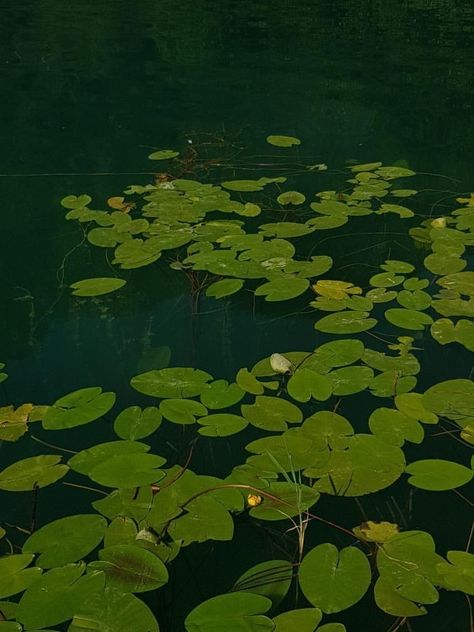 Lily pad green plant lake water dark green dark blue bluish aesthetic nature plants flowers Under The Lily Pads, Swamp Lily Pad, Water With Lily Pads, Lily Pad Pond, Swamp Lily, Recital Poster, Senior Recital, Fishing Painting, Lilly Pad