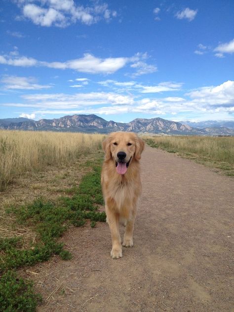 Farm Golden Retriever, Light Colored Golden Retriever, Golden Retriever Camping, English Retriever, Golden Retriever Aesthetic, American Golden Retriever, Terrifying Stories, Old Golden Retriever, Animals Rescue