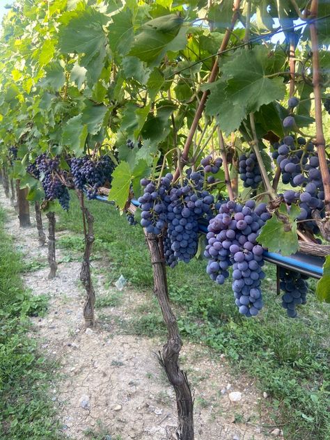 Picking Grapes Vineyard, Grapes On The Vine, Grape Vines Aesthetic, Unfortunately Yours, Grape Orchard, Wine In Italy, Grape Farm, Grapes On Vine, Tuscan Winery