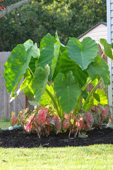 Elephant Ear Bulbs, Tropical Pool Landscaping, Elephant Plant, Longfield Gardens, Elephant Ear Plant, Pool Landscape, Tropical Pool, Container Gardening Flowers, Garden Arbor