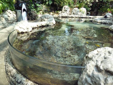 Tennessee Aquarium Touch Tank Aquarium Touch Pool, Zoo Decor, Discus Tank, Zoo Inspiration, Fish Pool, Aquarium Architecture, Tennessee Aquarium, Public Aquarium, Landscape Architecture Plan