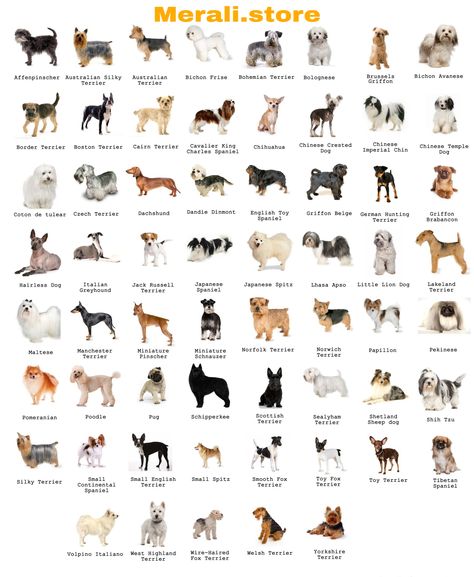 Dog Breeds Chart, Ras Anjing, Types Of Dogs Breeds, Dog Breed Names, Top Dog Breeds, Dog Breeds List, Breeds Of Dogs, Hairless Dog, Rasy Koni