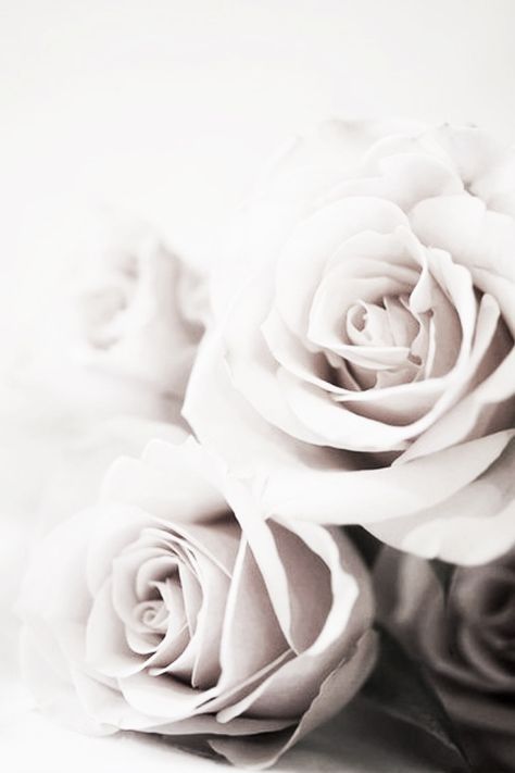 .‧:••:ᗋᑎᏋ ‧:••: ԼᏋᏋԼᗋ ‧:••: Flower Aesthetics, Flowers Wallpaper, Floral Flower, White Rose, Roses, Black And White, Iphone, Flowers, Floral