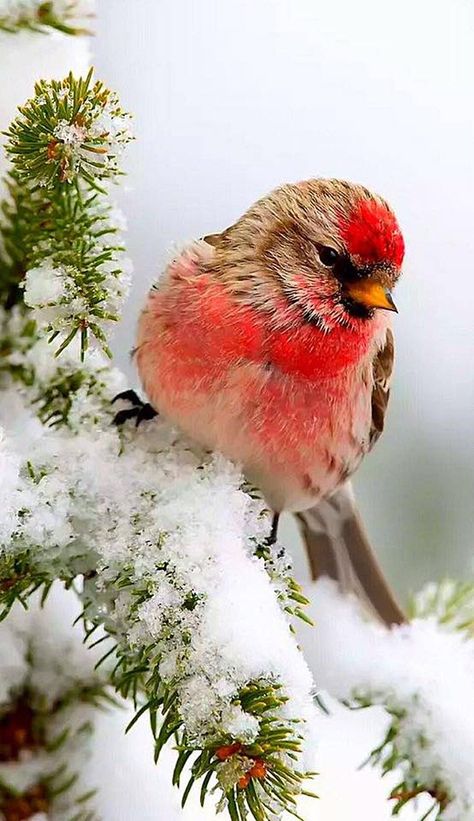 Red Bird, A Tree, Photography, Red