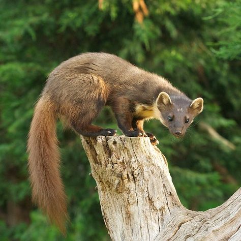 Marten Drawing, Pine Marten, Cute Ferrets, His Dark Materials, Summer Books, Birds Tattoo, Woodland Creatures, Rodents, Art Reference Photos