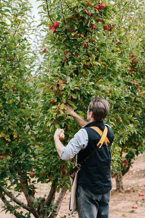 Permaculture Australian, Italian Style Home, Picking Fruit, Picking Apples, Family Cottage, Australian Farm, Orchard Tree, Growing Fruit Trees, Apple Farm