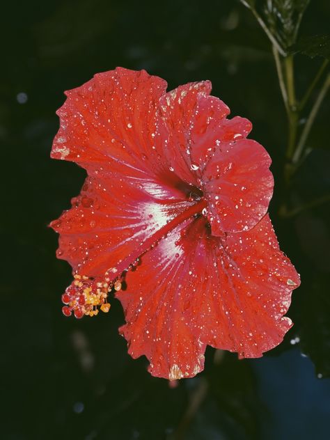 Red Tropical Plants, Purple Art Abstract, Flower Therapy, Night Aesthetic, Red Aesthetic, Hibiscus Flowers, New Wall, Tropical Flowers, My Flower