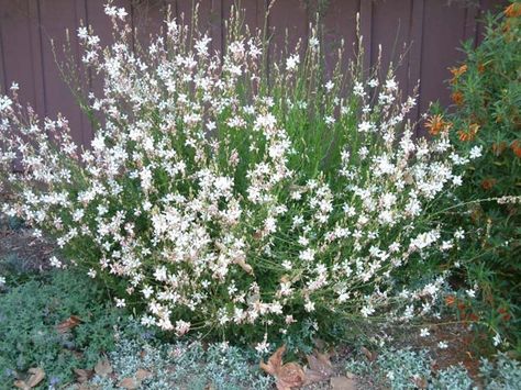 Plant photo of: Gaura lindheimeri White Gaura, Gaura Plant, Landscaping Software, Perennial Shrubs, Plant Images, Butterfly Bush, Moon Garden, Hardy Perennials, Drought Tolerant Plants