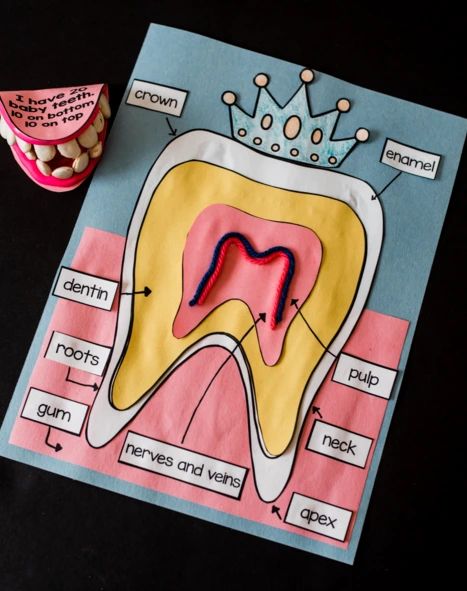 Teeth Craft For Preschool, Dental Health Unit, Science Project Models, Dental Health Preschool, Kids Dental Health, Dental Health Activities, Teeth Anatomy, Dental Health Month, Health Unit