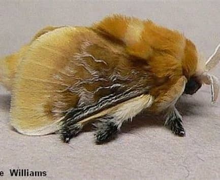 Southern Flannel Moth, Flannel Moth, Moth Wings, Moth Caterpillar, Caterpillar, Moth, Insects, Google Search