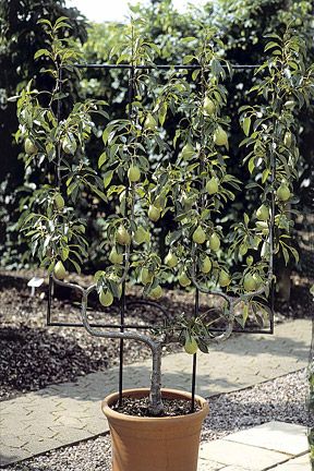 Potted Pear Tree, Espalier Fruit Trees In Pots, Fruit Espalier, Espalier Fruit Trees, Potager Garden, Magic Garden, Veg Garden, Pear Tree, Fruit Tree