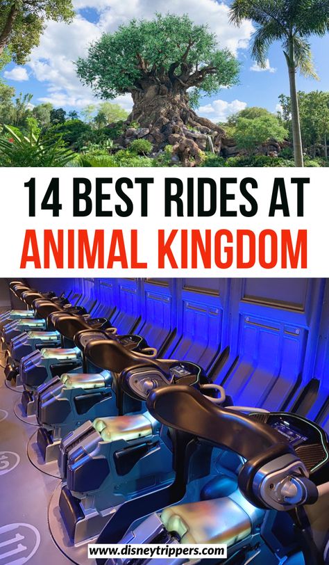 Rides At Animal Kingdom, Animal Kingdom Rides, Animal Kingdom Outfit, Animal Kingdom Orlando, Disney Trip Surprise, Disney Universal Studios, Disney World Tips, Disney Animal Kingdom, Family Vacation Planning