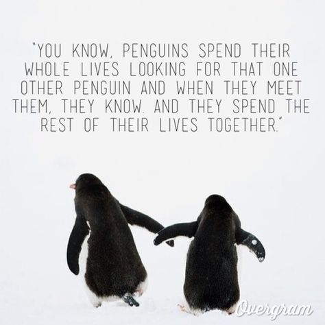 My Penguin Quote, When We Are Together Quotes, Penguin Love Quotes, Penguin Quotes, Our Future Together, When I Met You, Penguin Love, Relationship Lessons, Face Time