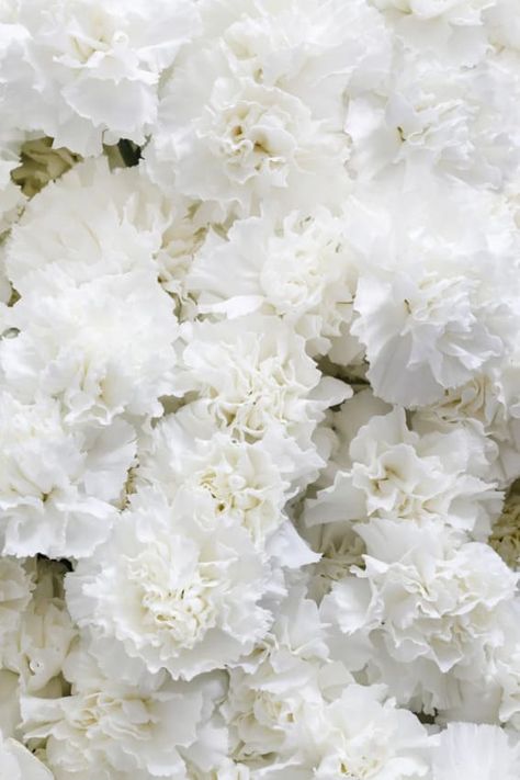 White Spring Flowers, Wilderness Reserve, Beautiful White Flowers, Flowers To Plant, White Carnation, Elegant Garden, Indian Flowers, Border Plants, Classy And Elegant