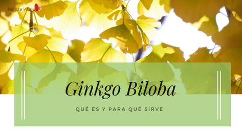 Ginkgo Biloba, Movie Posters, Nature, Film Posters