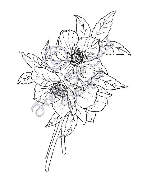 Lenten Roses, Aka Christmas, Shadow Background, Paint Tutorials, Rose Flower Tattoos, Parrot Tulip, Rose Sketch, Lenten Rose, Doodle Tattoo