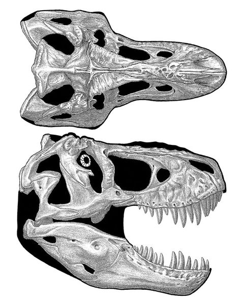 Always love a great skeletal drawing. Most people make the T. rex skull to narrow in the back. He had binocular vision with forward facing eyes. Trex Skull, Skeletal Drawing, Tyrannosaurus Rex Skull, T Rex Tattoo, T Rex Skull, Skeleton Model, Skeleton Drawings, Skull Top, Rocks And Fossils