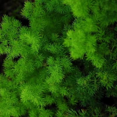 One of my favorite ferns, the ming fern Wellness Architecture, Ming Fern, Tropical House Plants, Asparagus Fern, Plant Fungus, Winter Plants, Garden Tips, Flower Ideas, Mini Garden