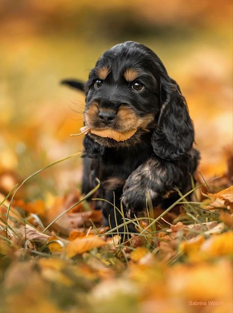 Cocker Spaniel Black And Tan, English Cocker Spaniel Puppy, English Cocker Spaniel Puppies, Cocker Spaniel Puppy, Cocker Spaniel Puppies, English Cocker, English Cocker Spaniel, Cocker Spaniels, Family Pets