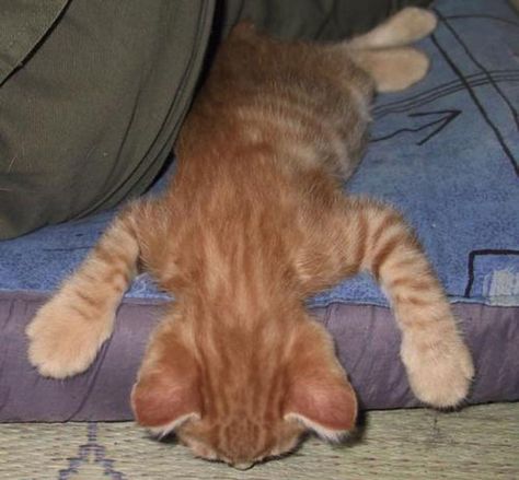 Cats Sleeping In Weird Places Cats Sleeping Funny, Dogs Sleeping, Weird Places, Sleep Funny, Orange Cats, Curious Cat, Funny Dog Pictures, Orange Tabby, Sleepy Cat