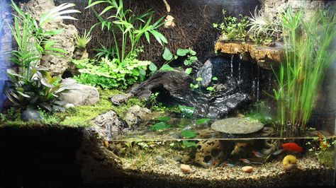 Tartaruga Habitat, Dart Frog Vivarium, Turtle Terrarium, Ghost Shrimp, Frog Terrarium, Frog Tank, Turtle Aquarium, Fish Tank Terrarium, Turtle Habitat