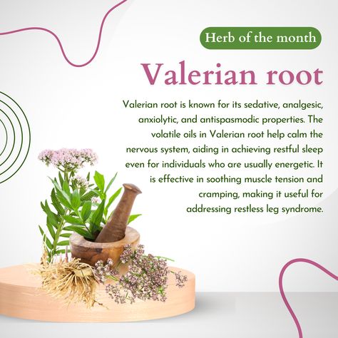 Valerian root can be consumed as a deeply steeped tea before bedtime, using 1 tablespoon (2-3 grams) of dried root per cup. #Superfoods #healthyliving #medericenter #essentialnutrients #healthylife #balanceddiet #organicfood #herbofthemonth Valerian Root Tea Benefits, Valerian Tea Benefits, Benefits Of Valerian Root, Valerian Root Benefits, Valerian Root Tea, Dr Sebi Herbs, Benefits Of Eating Avocado, Eating Avocado, Valerian Tea