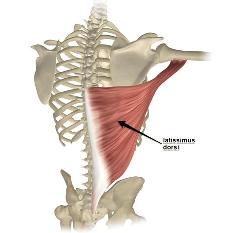 Lattisimus Dorsi Muscle, Latissimus Dorsi Anatomy, 남성 근육, Human Muscle Anatomy, Basic Anatomy And Physiology, Latissimus Dorsi, Yoga Anatomy, Human Body Anatomy, Muscular System