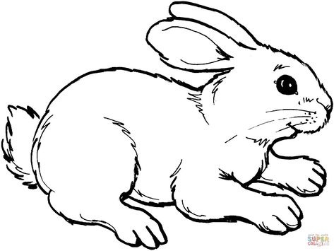 22+ Beautiful Image of Rabbit Coloring Pages - davemelillo.com Lukisan Haiwan, Bunny Drawings, Easter Bunny Colouring, Rabbit Clipart, Rabbit Pictures, Easy Animal Drawings, Rabbit Colors, Rabbit Drawing, Cai Sălbatici