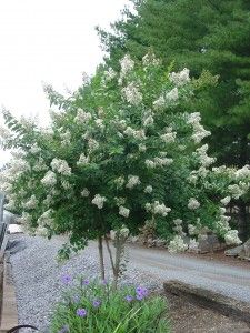 'Acoma' crape myrtle White Crepe Myrtle, Crepe Myrtle Landscaping, Exterior Walkway, Oregon Plants, Landscaping House, Indoor Landscaping, Crepe Myrtle Trees, Country Patio, Crepe Myrtles