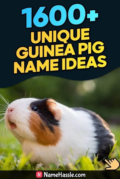 Cool And Funny Guinea Pig Names Ideas (Generator) Pig Names Ideas, Guinea Pig Names, Pig Names, Female Guinea Pigs, Names Generator, Thelma Louise, Starsky & Hutch, Guinea Pig Care, Cute Guinea Pigs