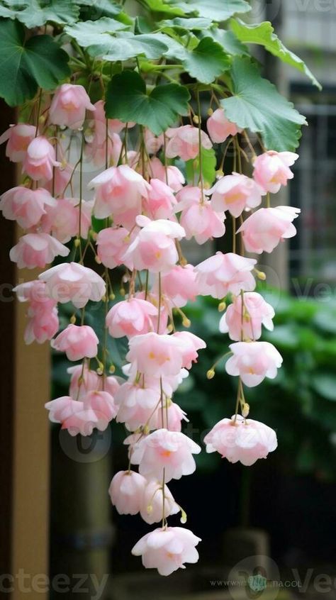 AI Generative Begonia cucullata plant known as wax begonia pink flowers blooming in the garden Weeping Begonia Flowers, Begonia Aesthetic, Weeping Begonia, Moth People, Wax Begonias, Begonia Flowers, Begonia Flower, Vector Nature, Stargazer Lily