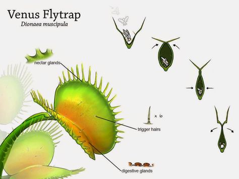 El profesor Bigotini: DIONAEA MUSCIPULA. EL SECRETO DE LA PLANTA GOURMET Bog Plants, Venus Flytrap, Plants Are Friends, Plant Book, Biology Notes, Venus Fly Trap, Fly Trap, Illustration Botanique, Pitcher Plant