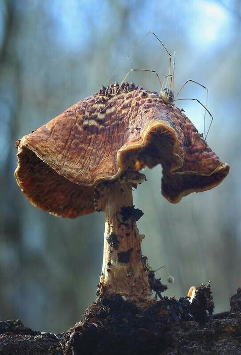 It looks like there's a teeny city on the top of this mushroom, and the spider is it's power plant and satellite uplink station! Mushroom Growing, On The Top, In The Forest, The Forest, Bugs, The Top, Close Up, Forest, Bugs And Insects