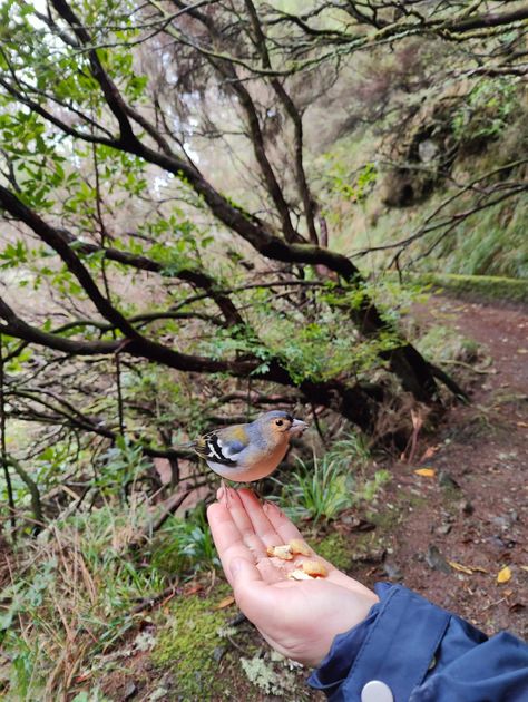 Feeding birds Aesthetic Bird Feeder, Bird Feeder Aesthetic, Feeding Birds Aesthetic, Bird Rehabilitation Center, Birding Aesthetic, Bird Watching Aesthetic, Birdwatching Aesthetic, Blue Bird Aesthetic, Bird Aesthetic